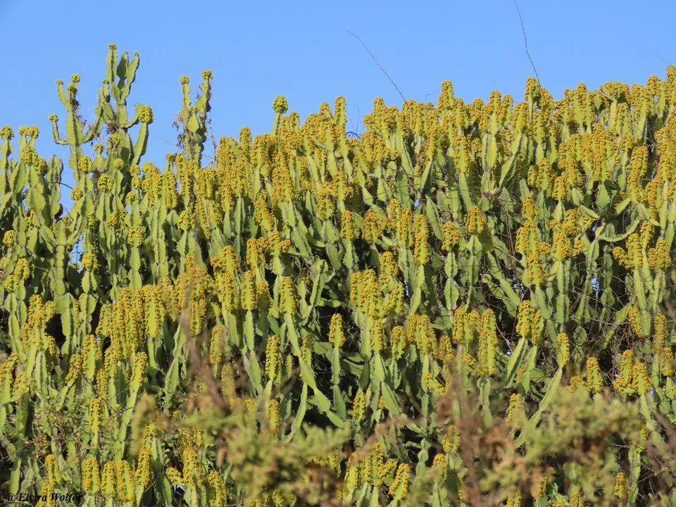 Euphorbiamagnicapsula1.jpg