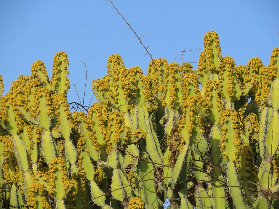Euphorbiamagnicapsula2.jpg