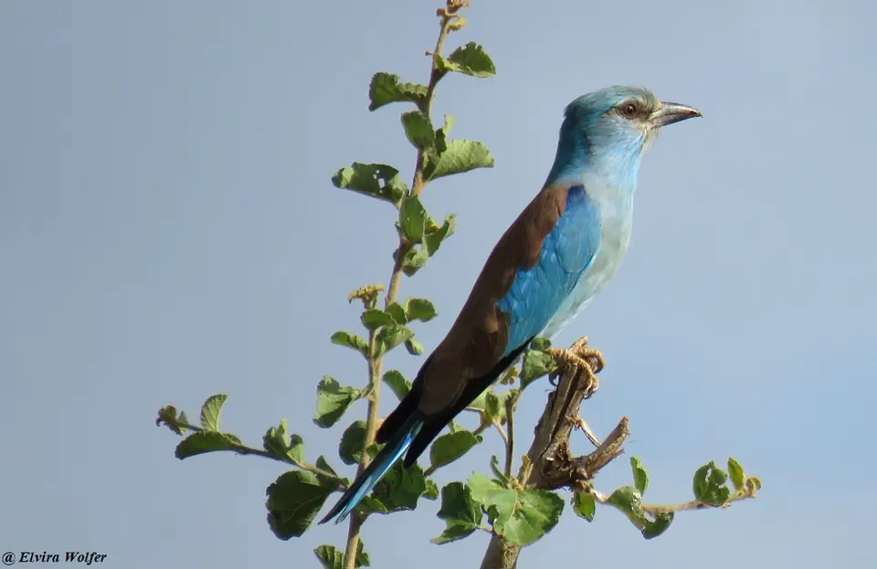 EurasianRoller.jpg