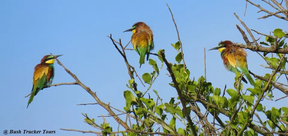EuropeanBee-eater.jpg