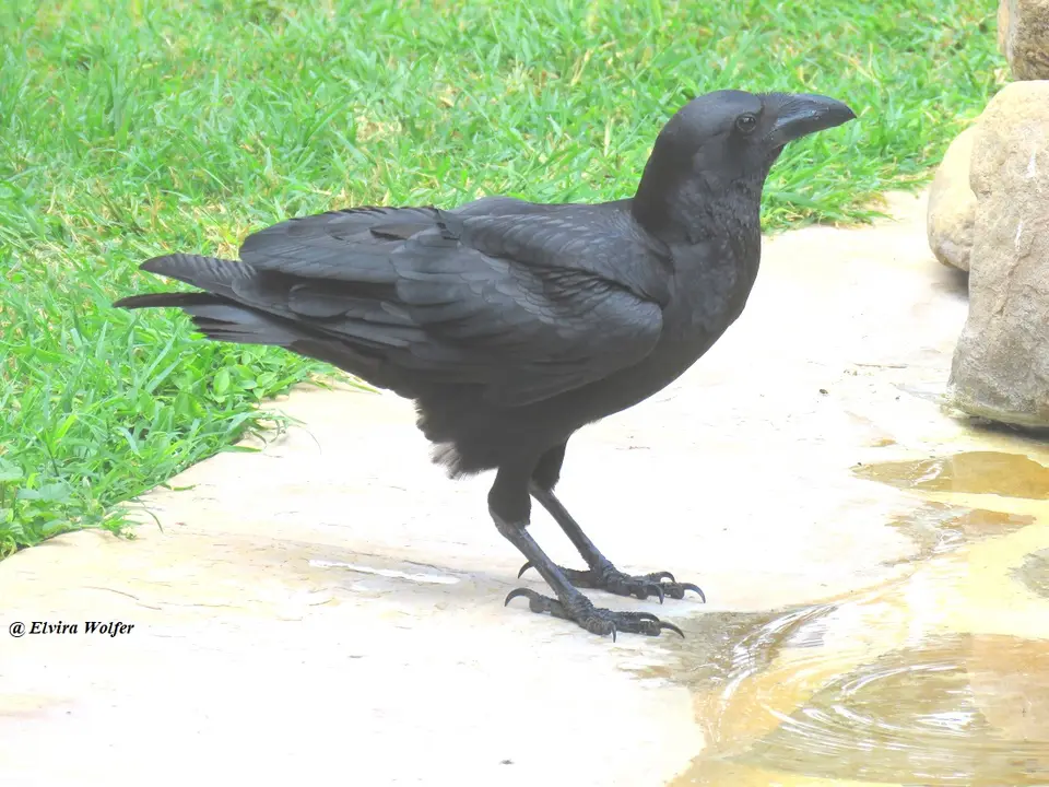 Fan-tailedRaven.jpg