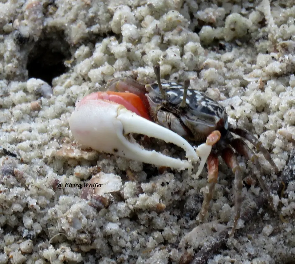 FiddlerCrab.jpg