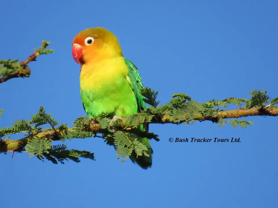 Fischer'sLovebird.jpg