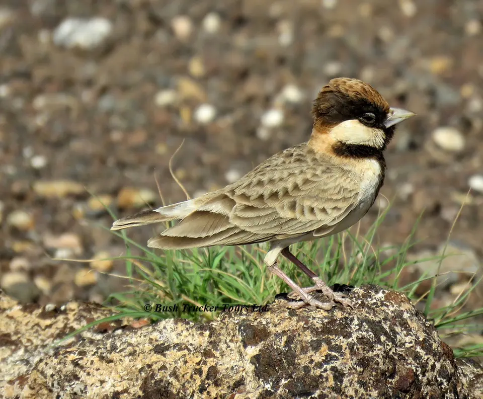 Fischer'sSparrowlark.jpg