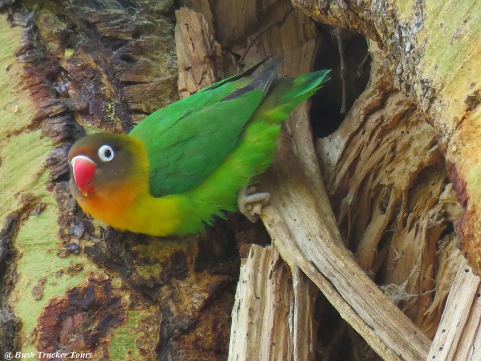 Fischer'sxYellow-collaredLovebird.jpg