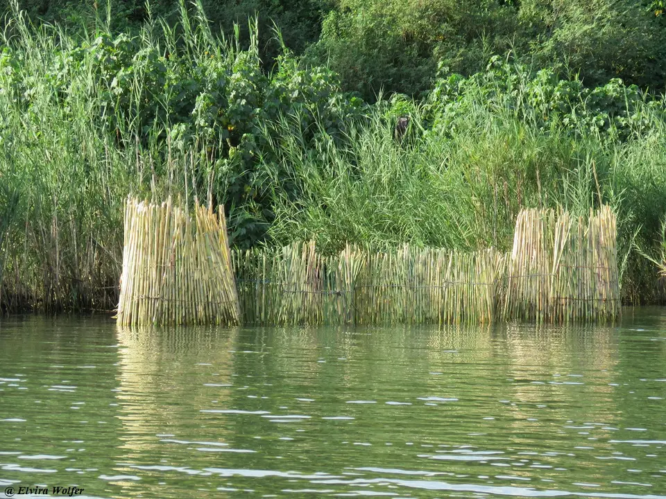 Fischfallen.jpg