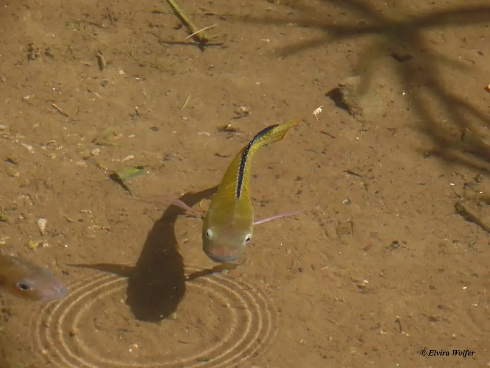 Fish1.jpg