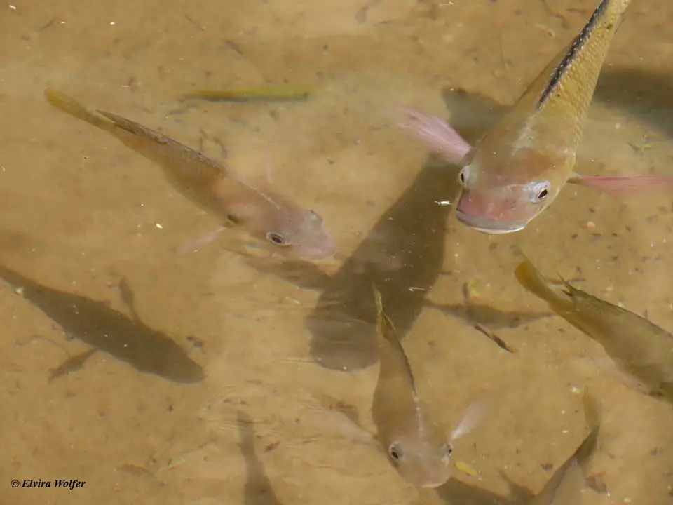 Fish2.jpg