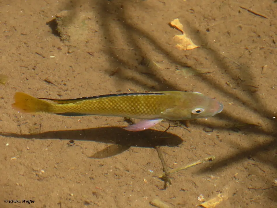 Fish3.jpg