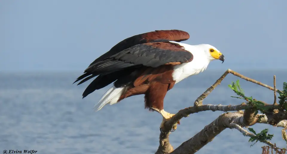 FishEagle2.jpg
