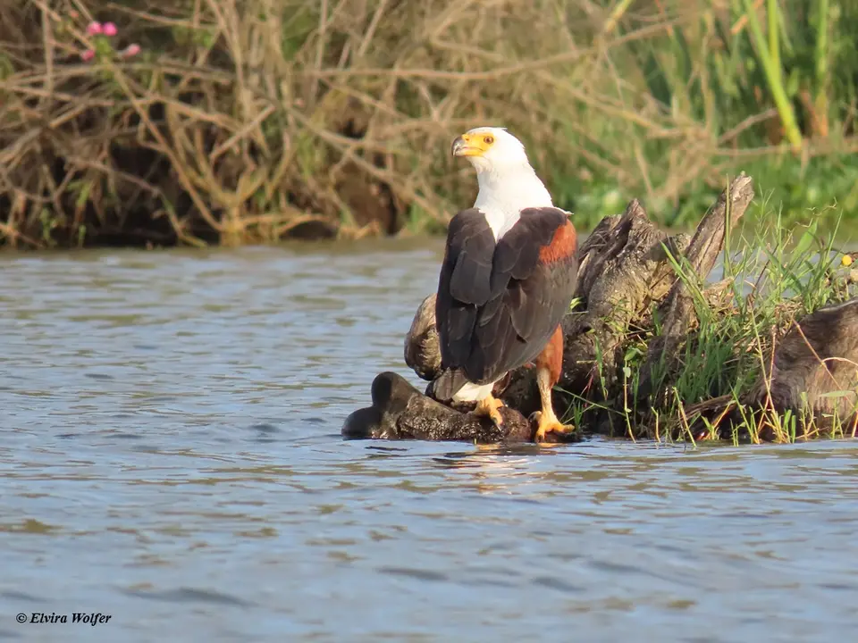FishEagle3.jpg