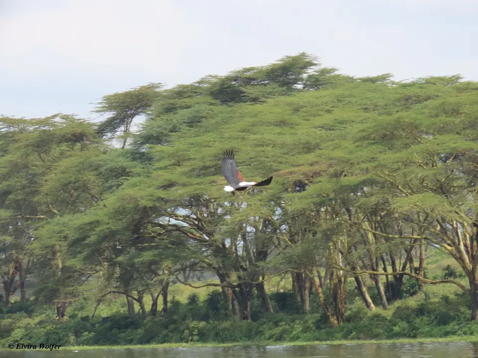 FishEagleflying2.jpg