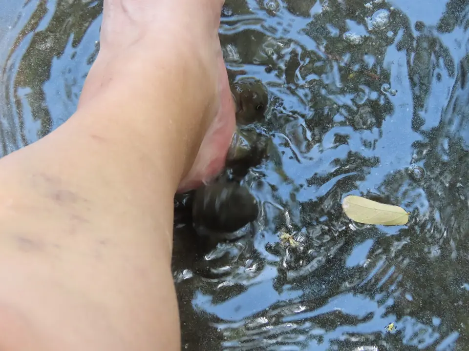 FishFootTherapy2.jpg
