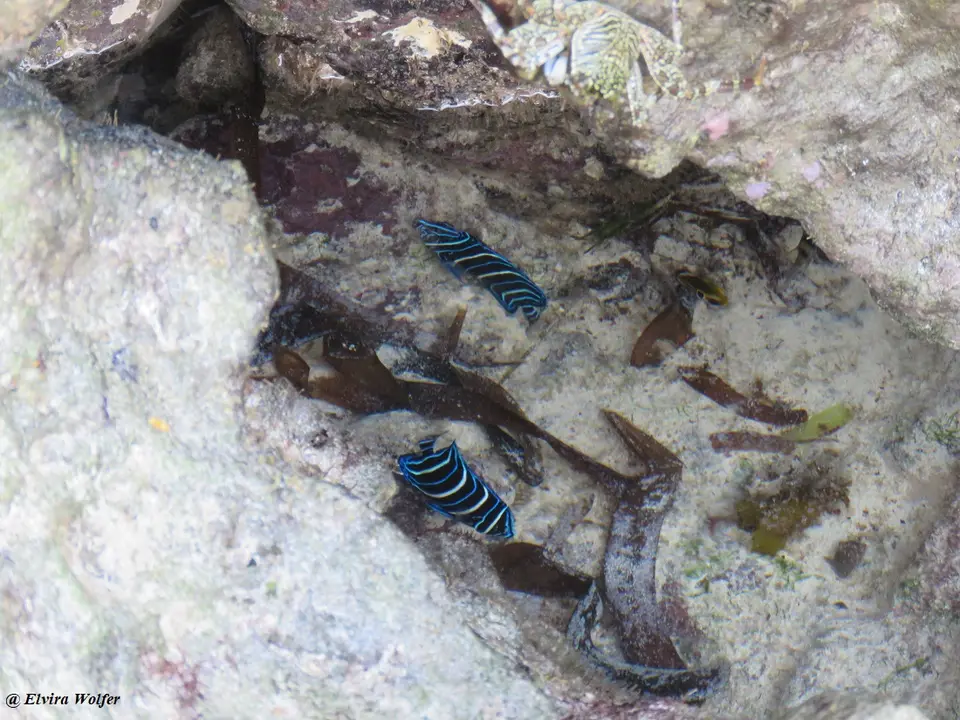 Fishblau.jpg
