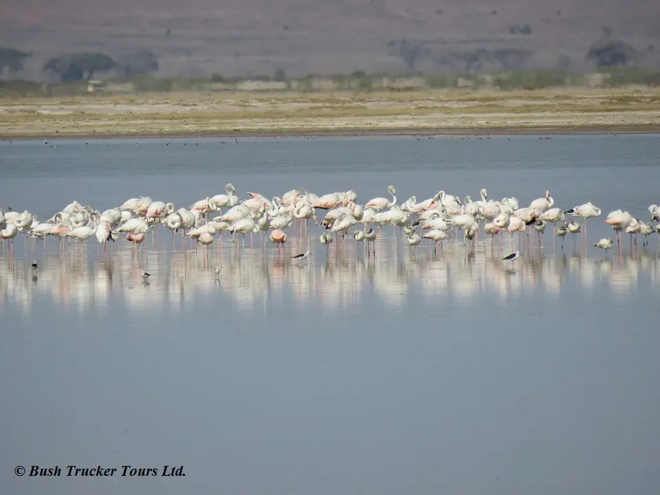 Flamingos-2.jpg