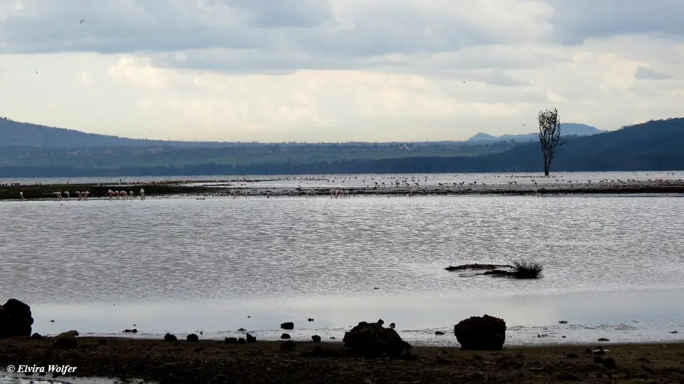Flamingos.jpg