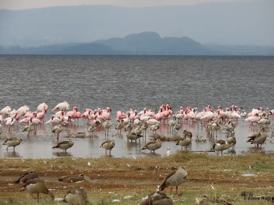 FlamingosAbendlicht1.jpg