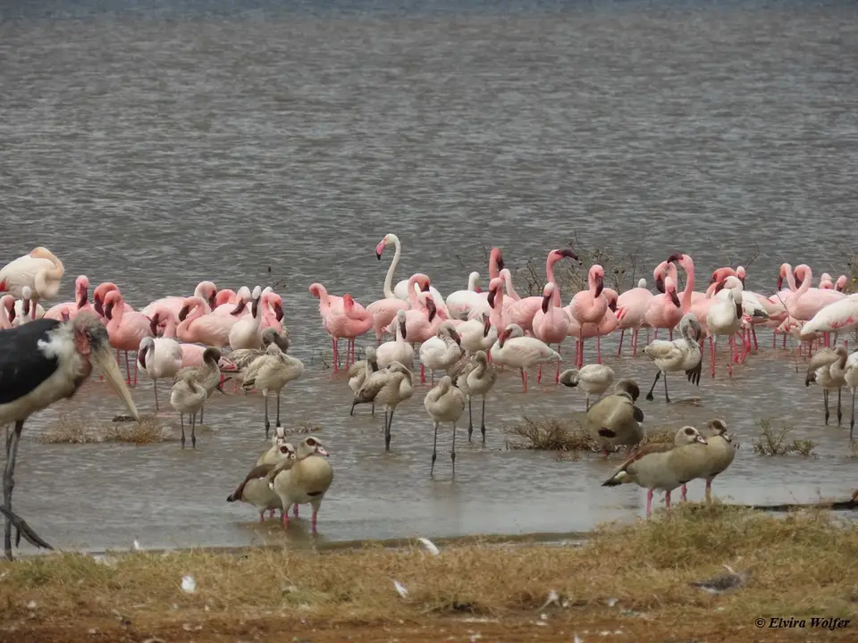 FlamingosAbendlicht3.jpg