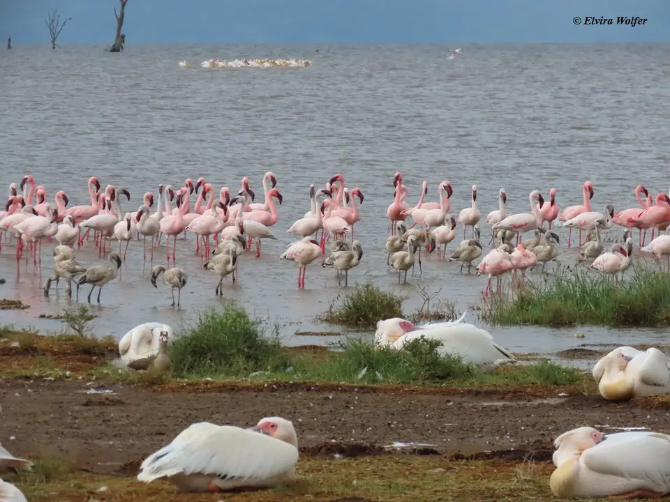 FlamingosAbendlicht7.jpg