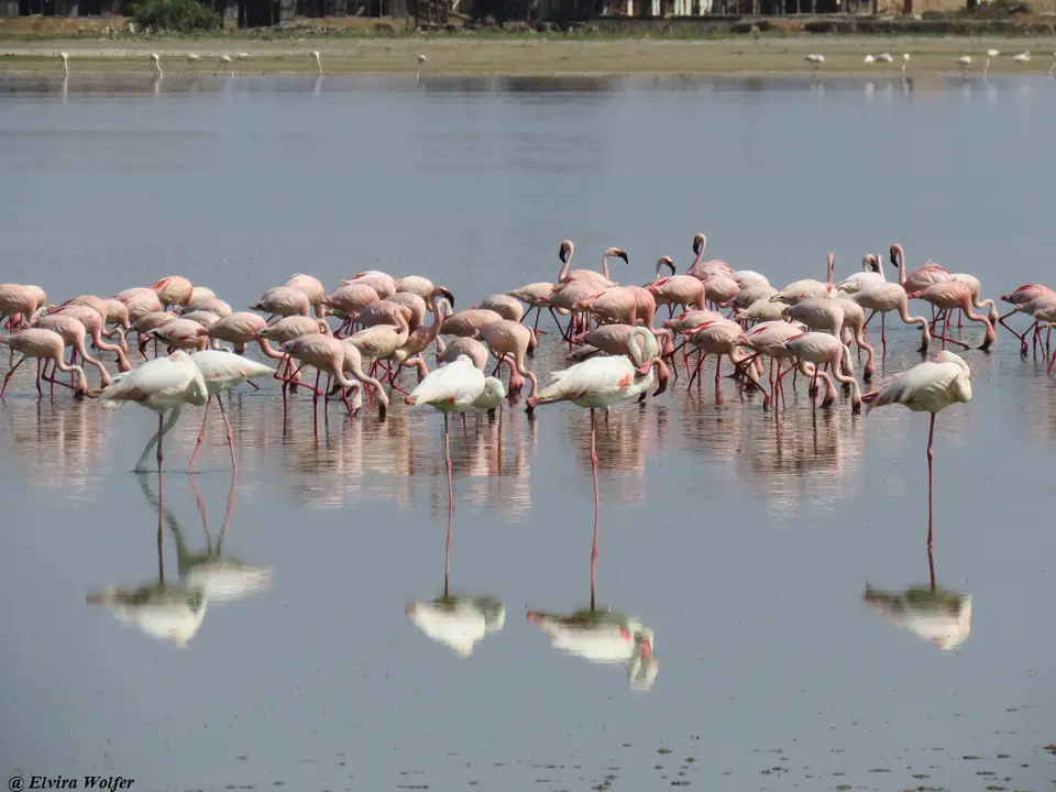 FlamingosGreaterandLesser.jpg