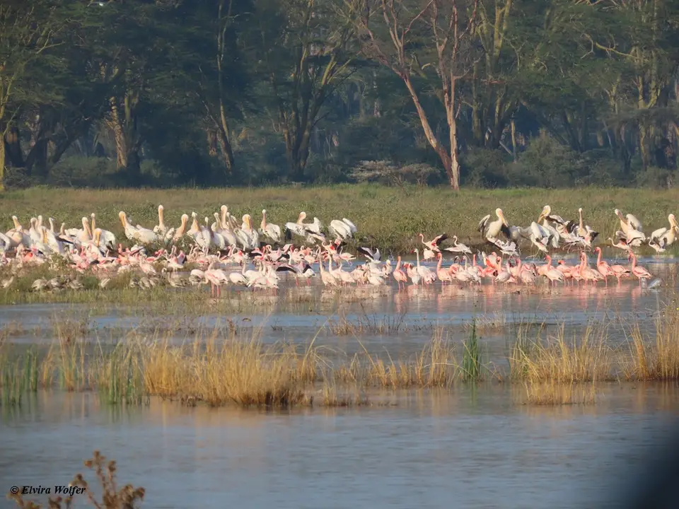 FlamingosundPelikane1.jpg