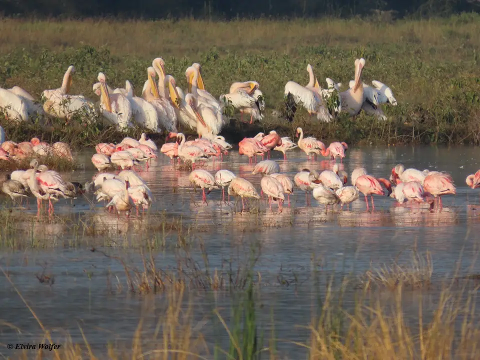 FlamingosundPelikane2.jpg