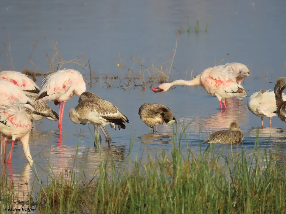FlamingosundPelikane4.jpg