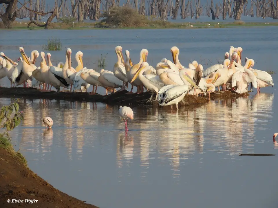 FlamingosundPelikane6.jpg