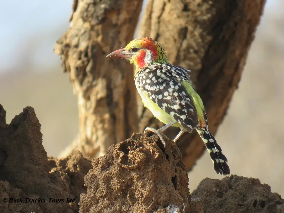 Flammenbartvogel.jpg
