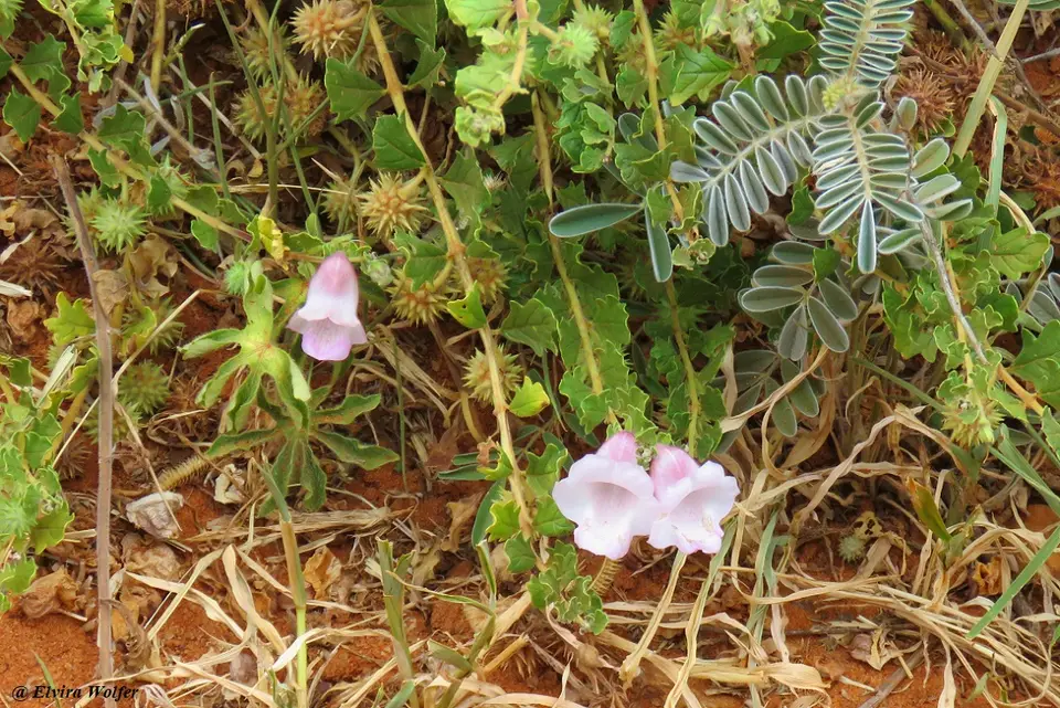 Flowerpink.jpg