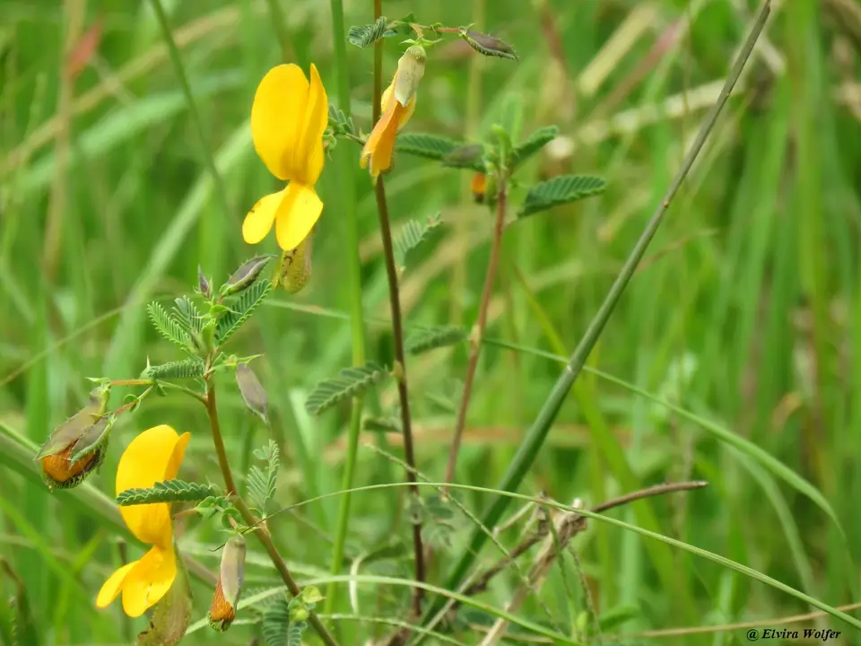 Floweryellow.jpg