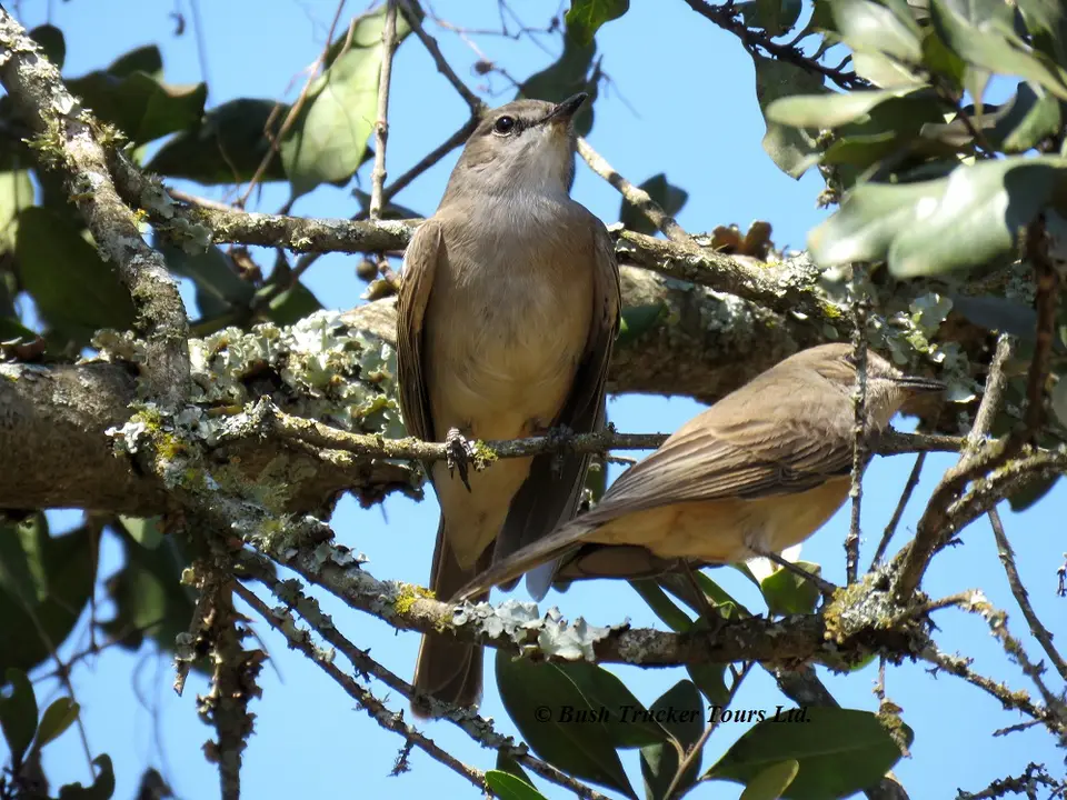 Flycatcher.jpg