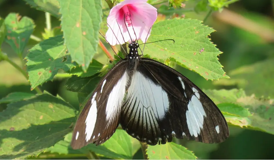 FlyingHandkerchieffemale-Papiliodardanus.jpg