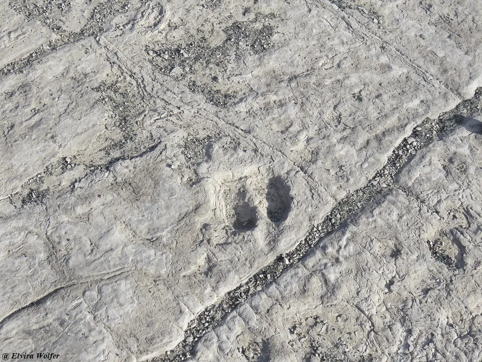 Footprints3.jpg