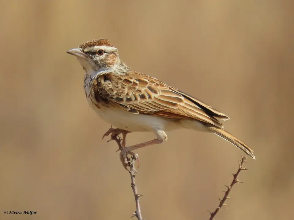 FoxyLark2.jpg