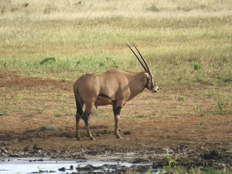 Fringedearoryx.jpg