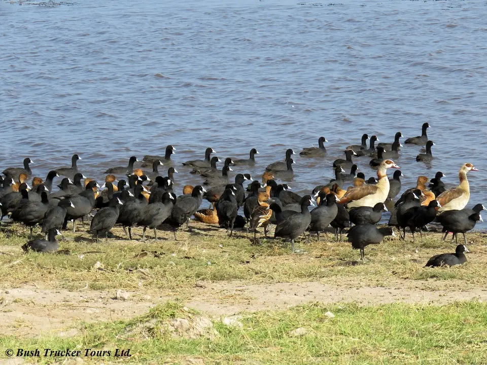 FulvousWD,red-knobbedCoot.jpg