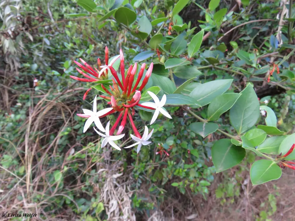 Garissaedulis.jpg