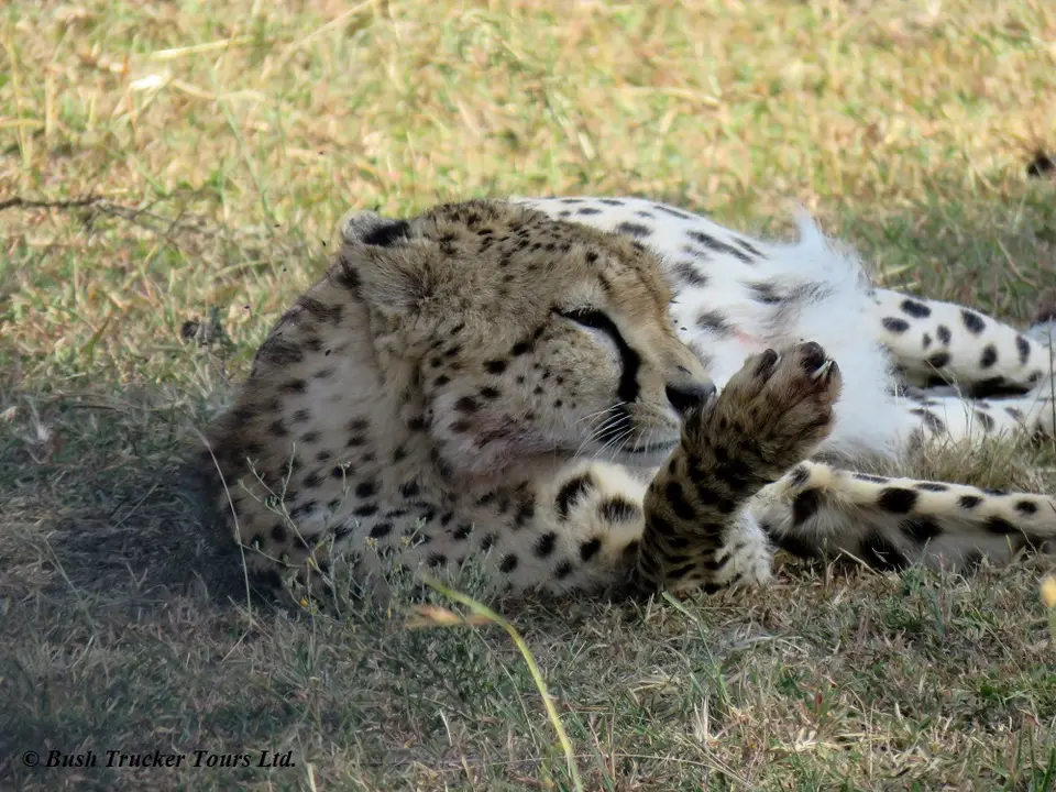 Gepard2.jpg