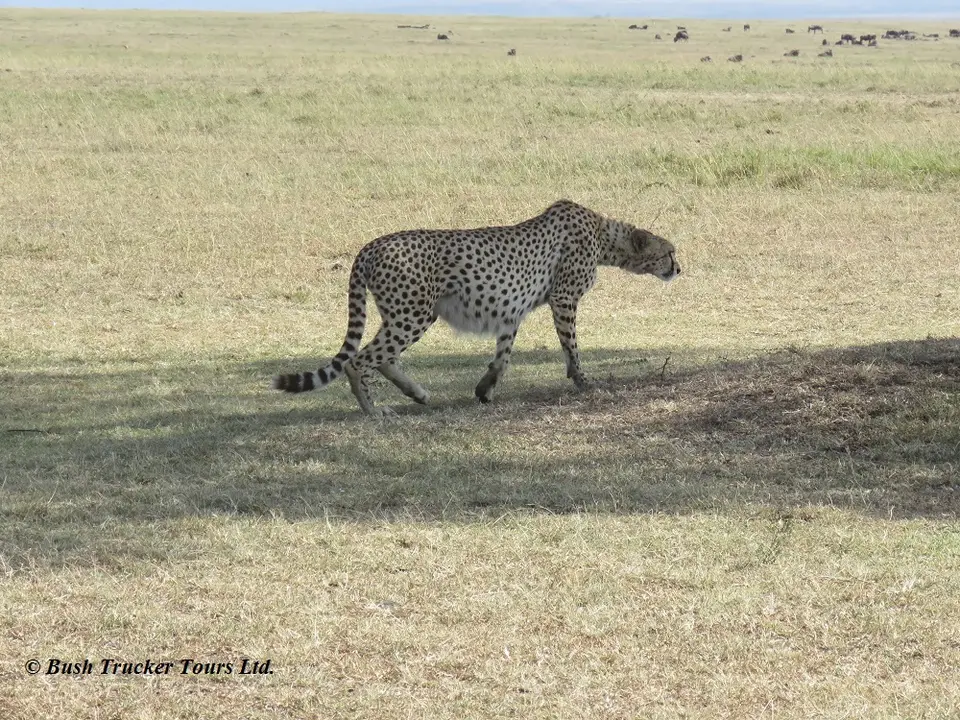 Gepard3.jpg