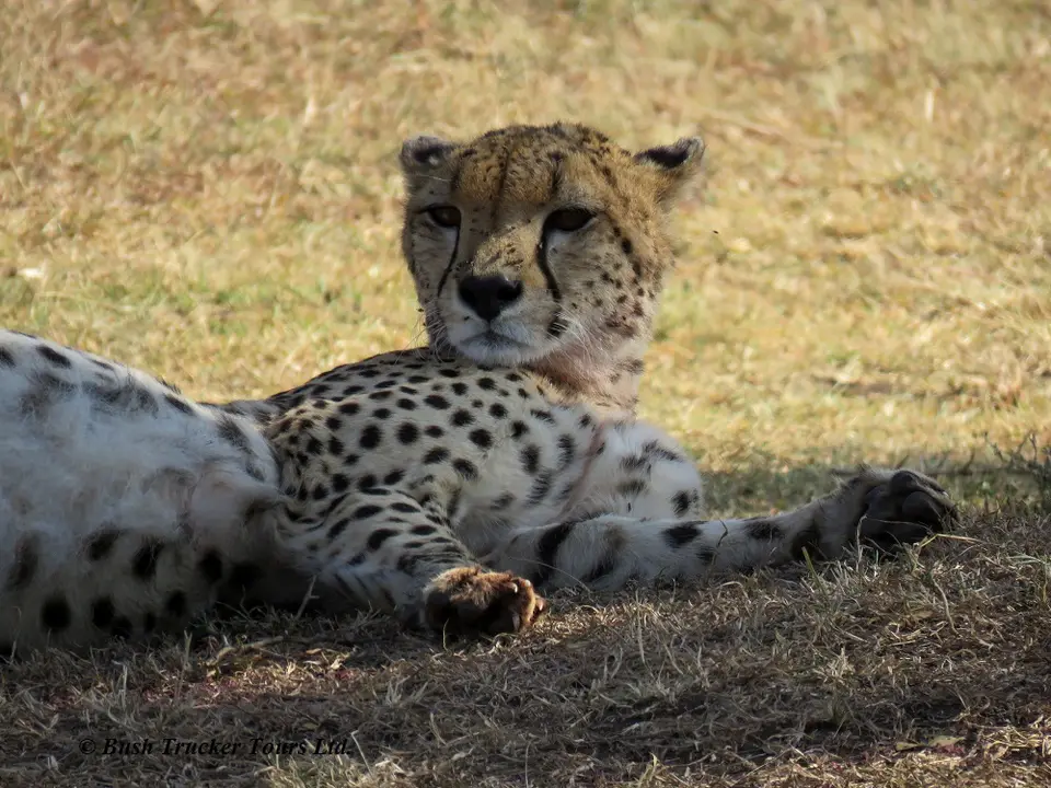 Gepard5.jpg