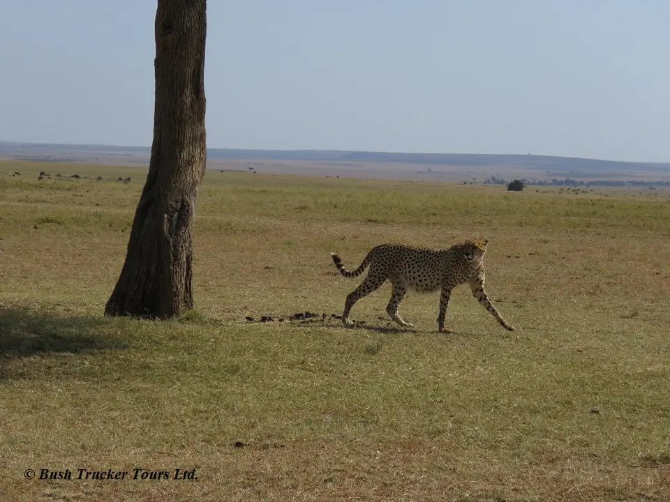 Gepard6.jpg