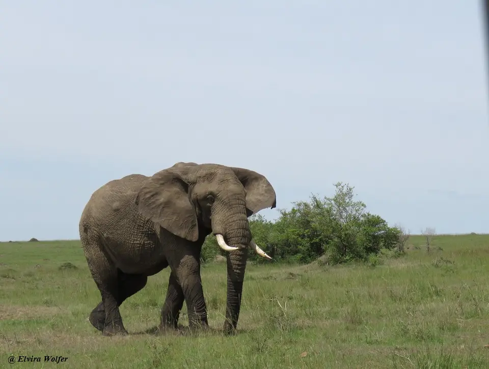 Gepardin12Elefant.jpg