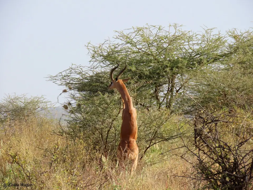 Gerenuk.jpg