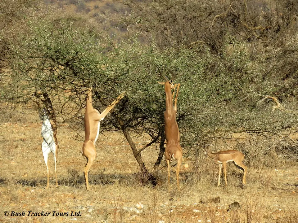 Gerenuk3.jpg
