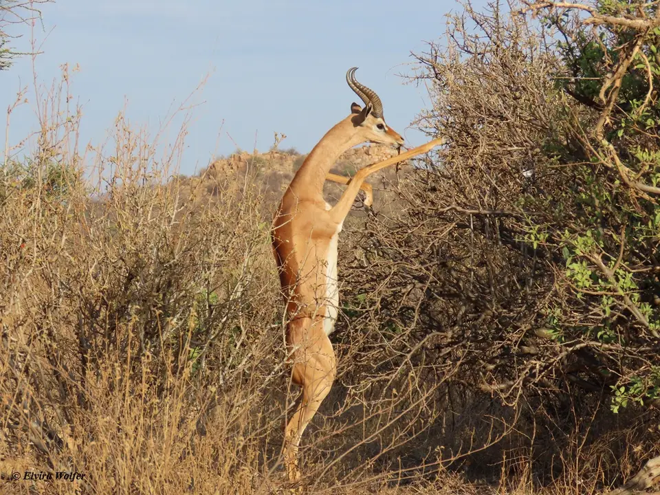 Gerenukmalestanding1.jpg