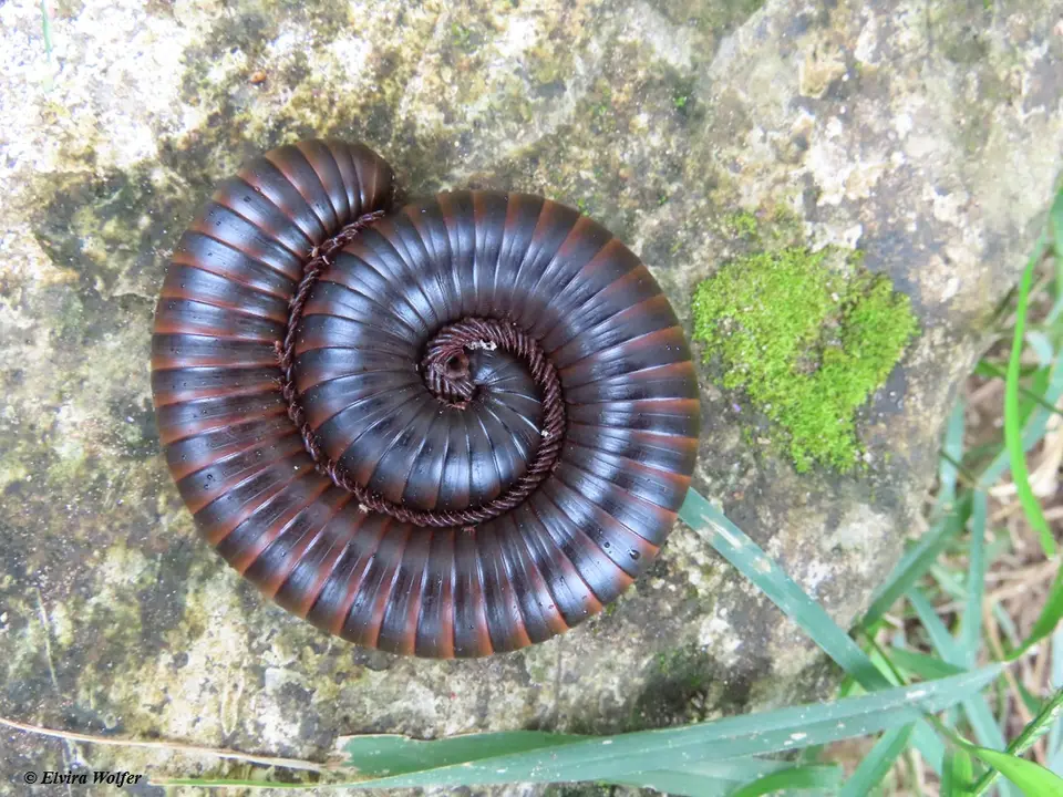 GiantAfricanMillipede.jpg