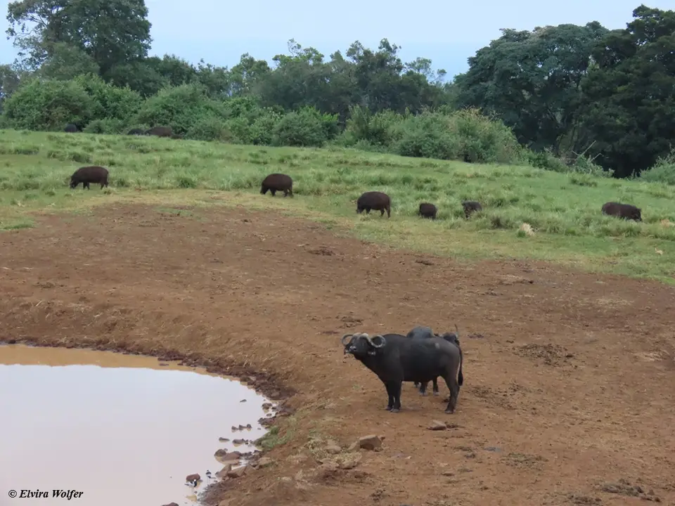 GiantForestHogsandBuffaloes.jpg