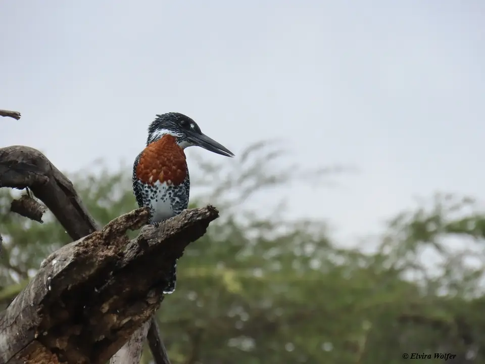 GiantKingfisher.jpg