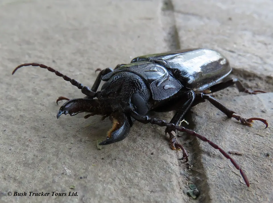 GiantLonghornbeetle.jpg